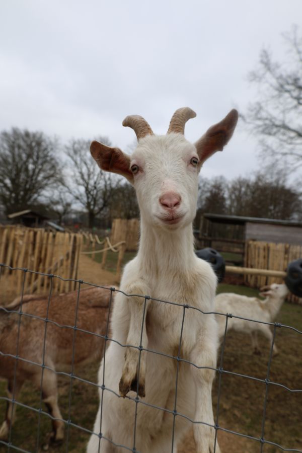 Dieren 1