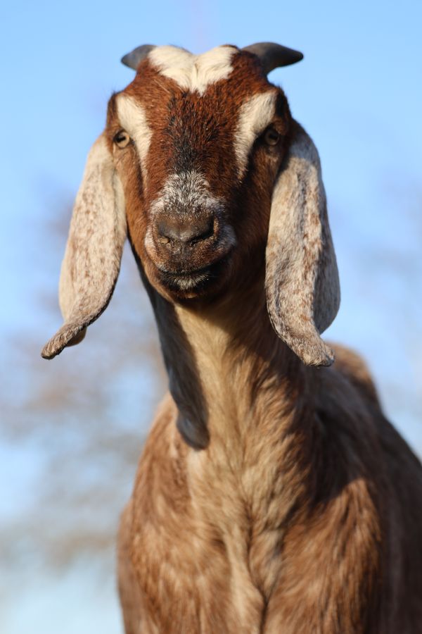 Dieren 2