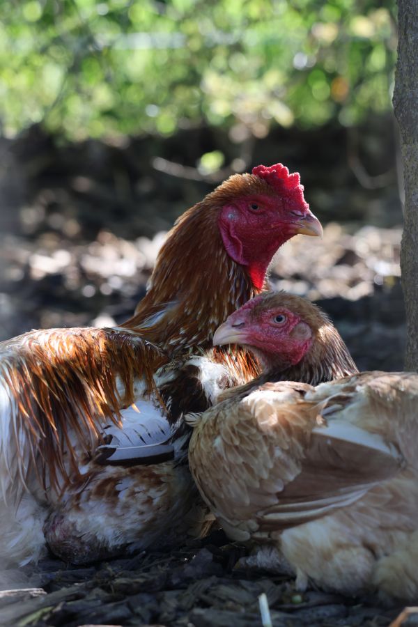 Dieren 4