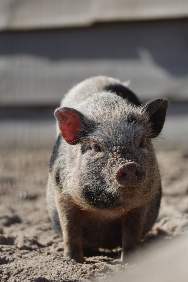 dieren 5