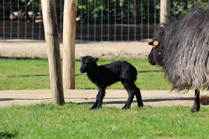 We verwelkomen 2 jonge Ouessant lammetjes We verwelkomen 2 jonge Ouessant lammetjes