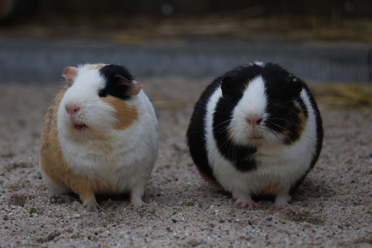 Cavia
