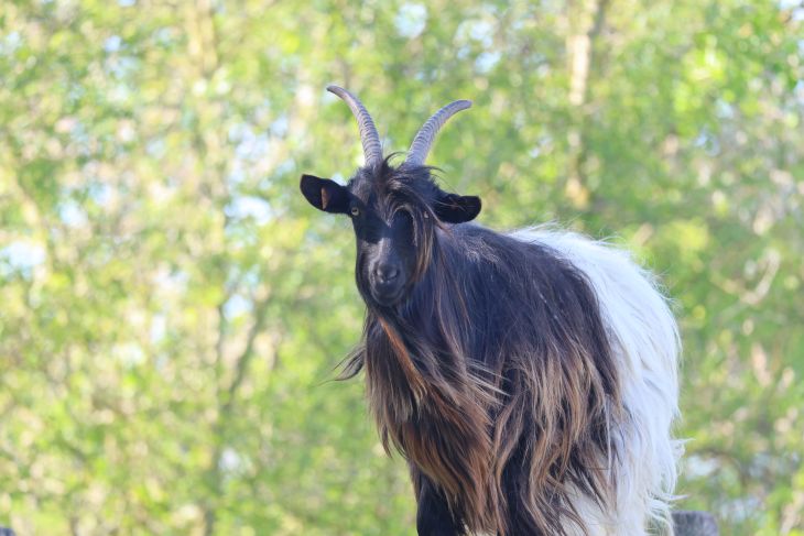 Wallische geit