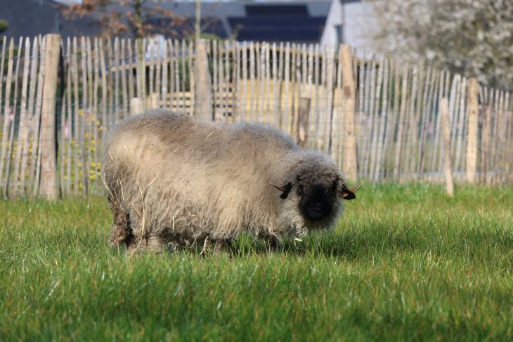 Walliser zwartneusschaap