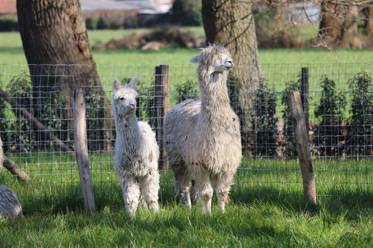 Suri alpaca