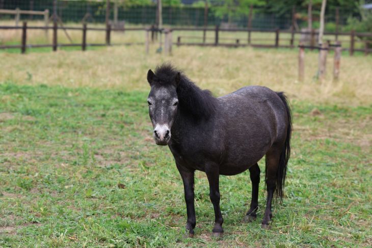 Falabella Falabella